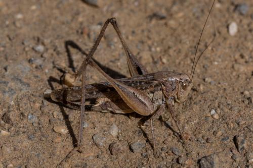 Réf. 213 061 : Platycleis sp.